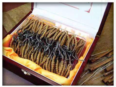 宁陕冬虫夏草回收